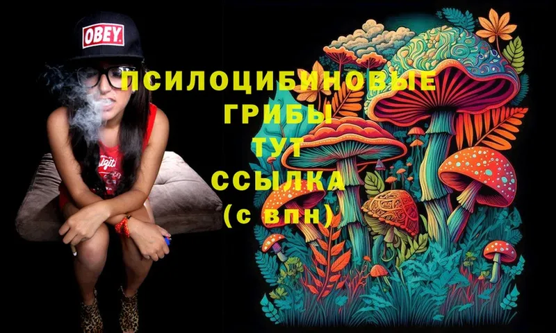 Псилоцибиновые грибы Cubensis  Канск 